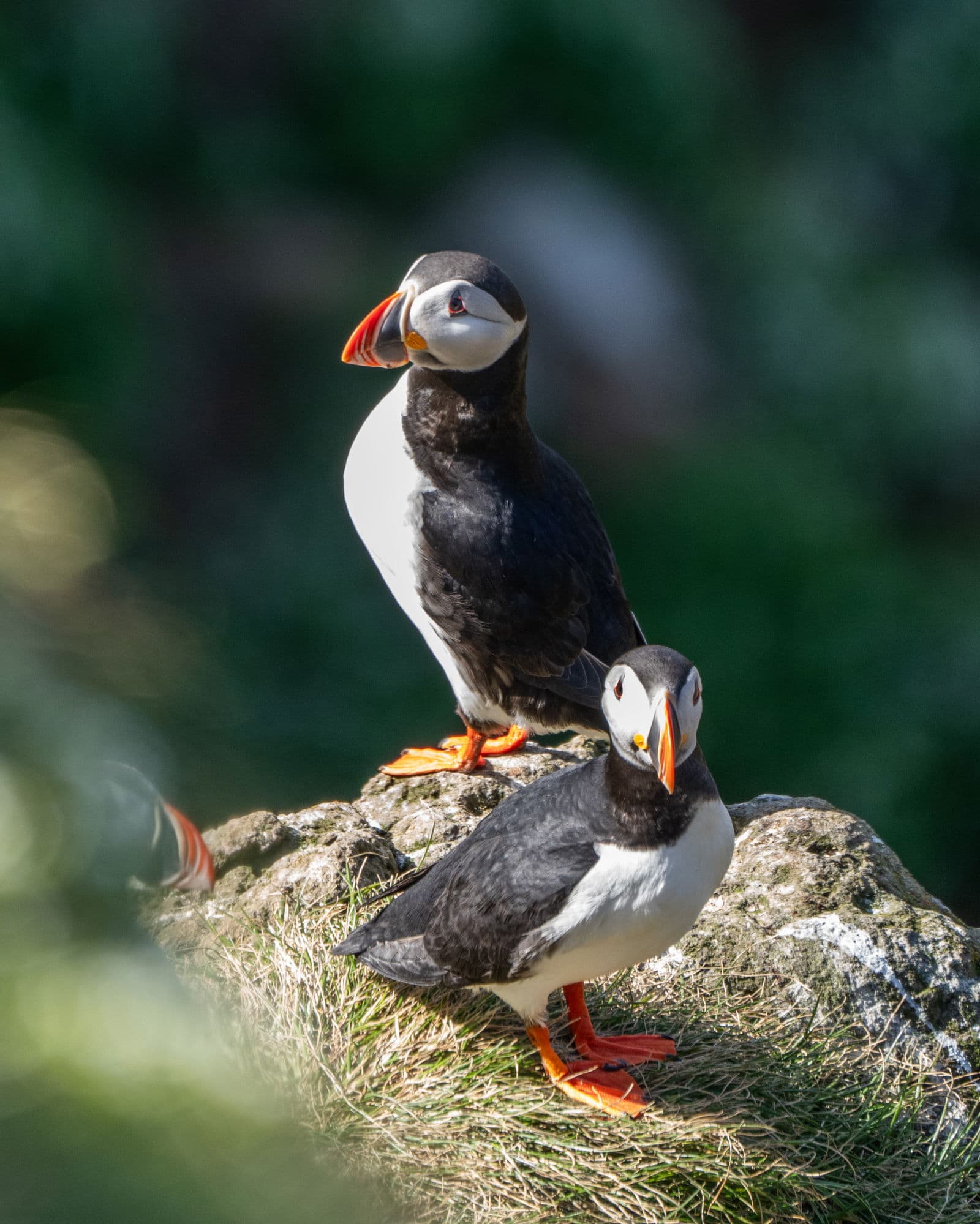 Grímsey Island & Hrisey Island
