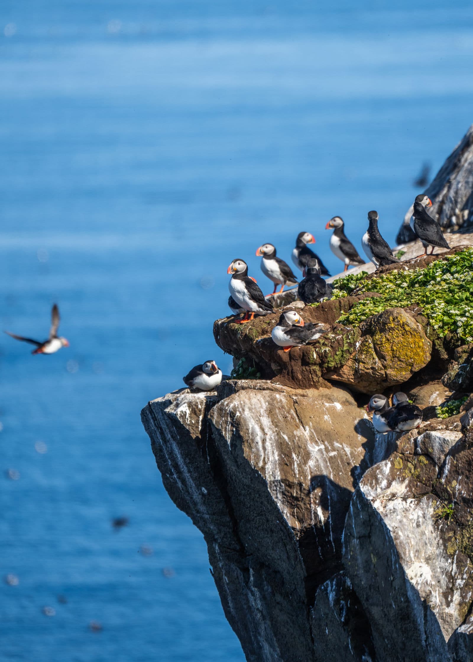 Grímsey Island & Hrisey Island
