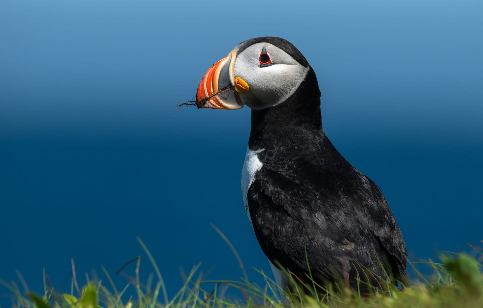 Atlantic puffin